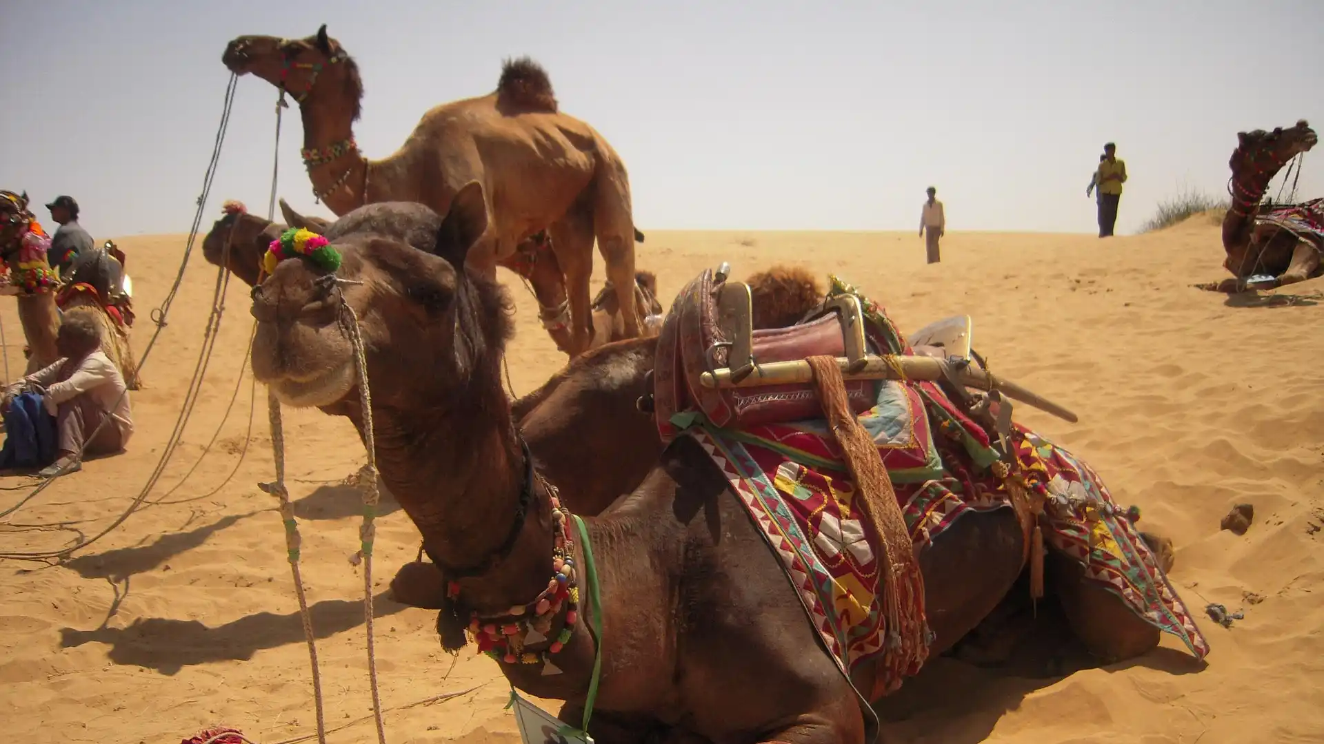 Bikaner Camel Festival: A Royal Celebration of Rajasthan’s Desert Heritage