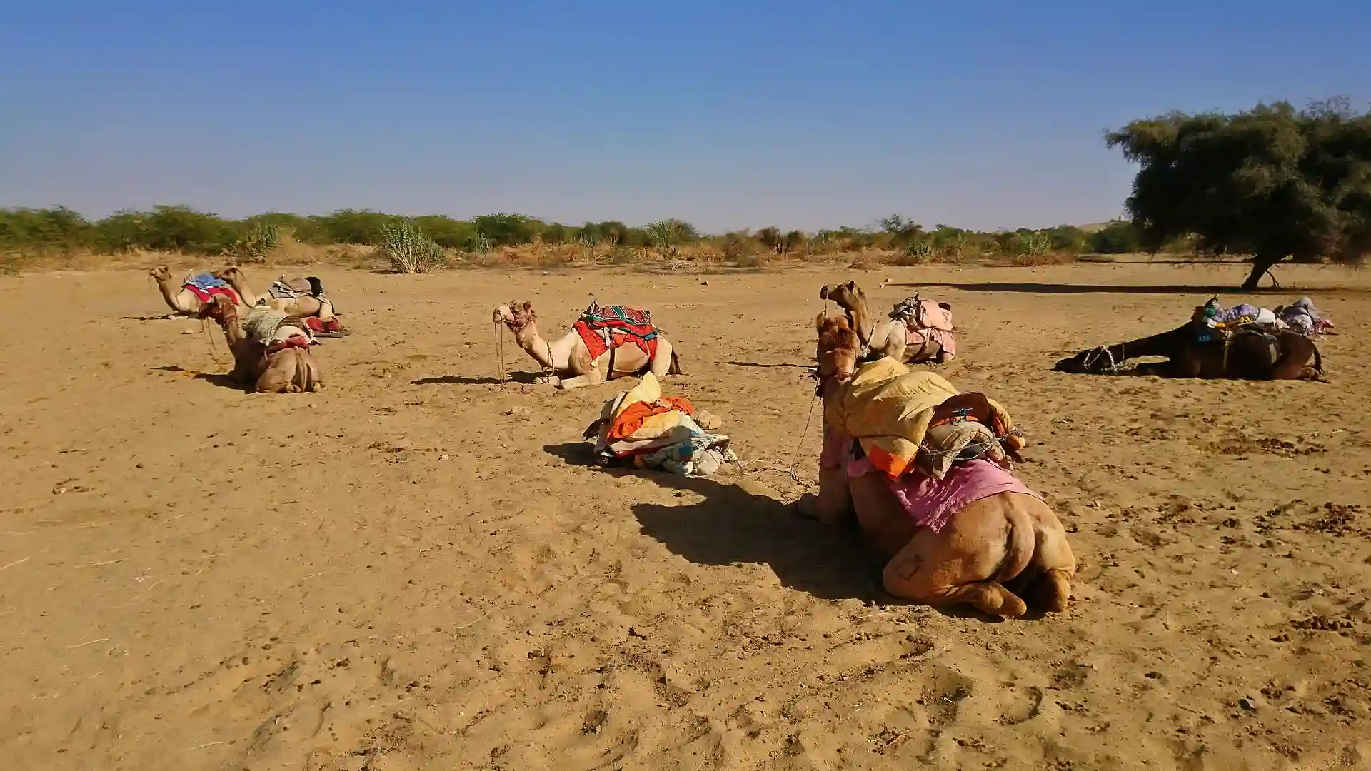 Jaisalmer Desert Festival